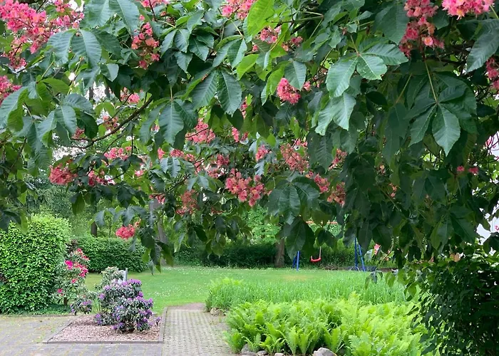 Luther Birke Hotel Wittenberg